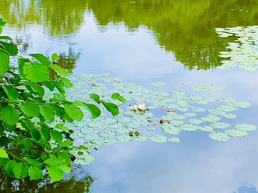 IMG_5134.jpg?type=w966