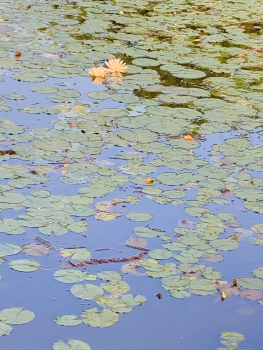 IMG_0737.jpg?type=w966