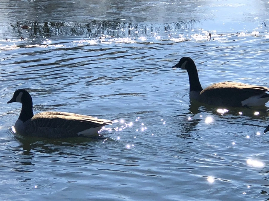 IMG_6898.jpg?type=w966