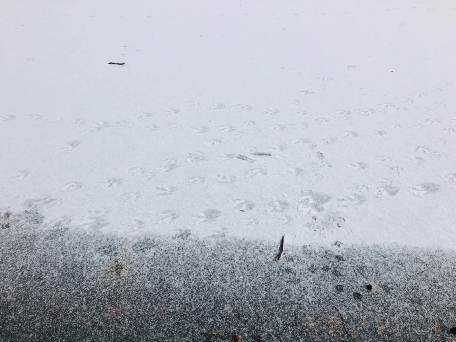 IMG_5909.jpg?type=w966