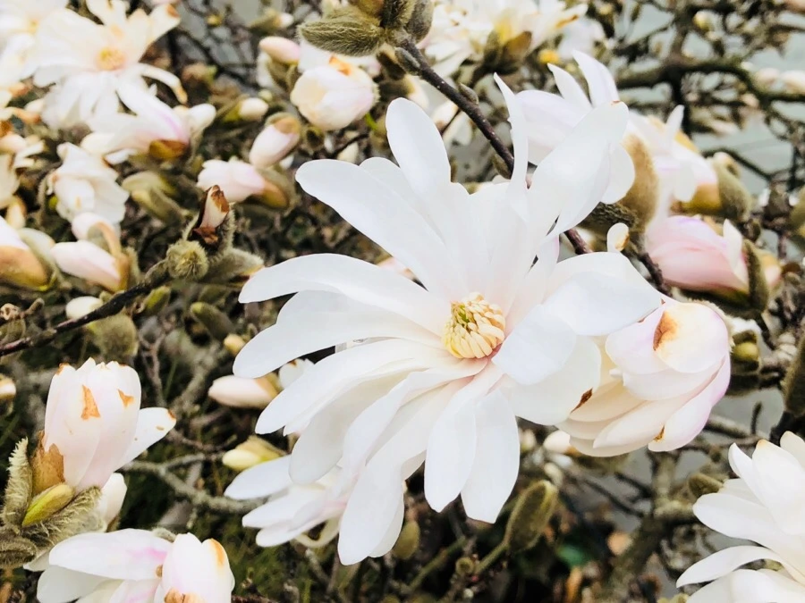 IMG_3821.jpg?type=w966