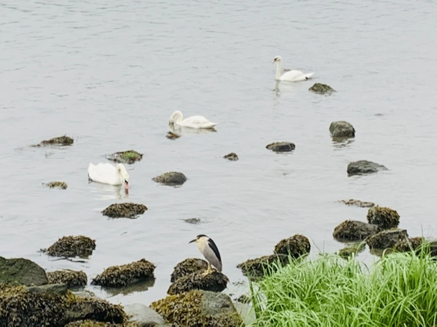 IMG_5155.jpg?type=w966