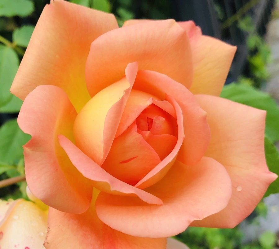 IMG_5733.jpg?type=w966