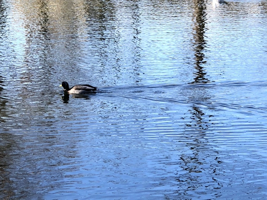 IMG_9745.jpg?type=w966