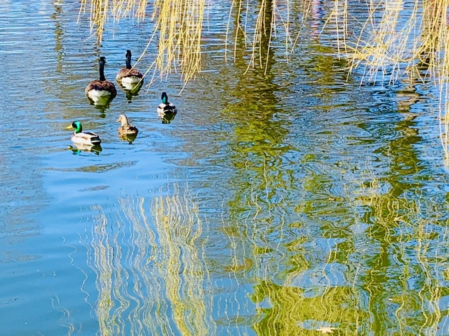 IMG_0594.jpg?type=w966