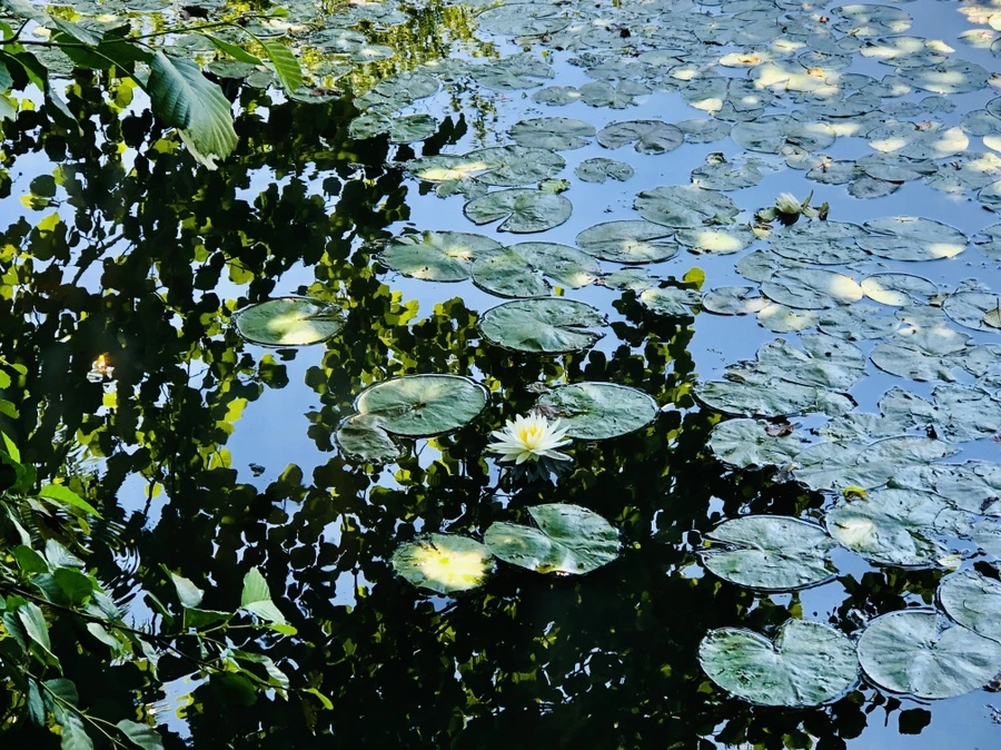 IMG_9714.jpg?type=w966