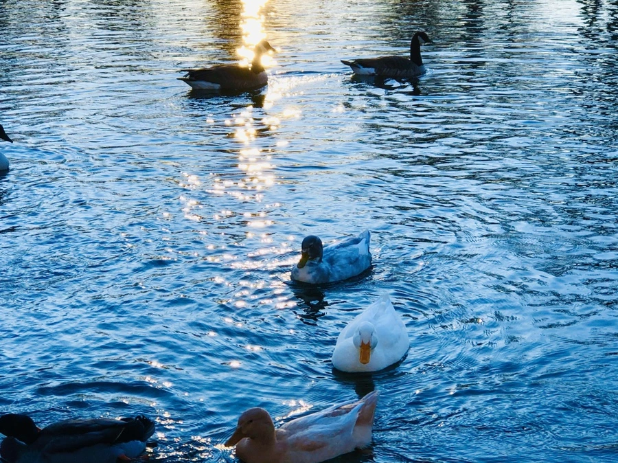 IMG_5960.jpg?type=w966