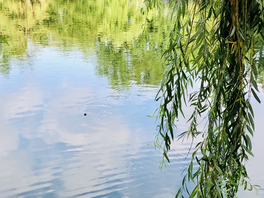 IMG_1661.jpg?type=w966