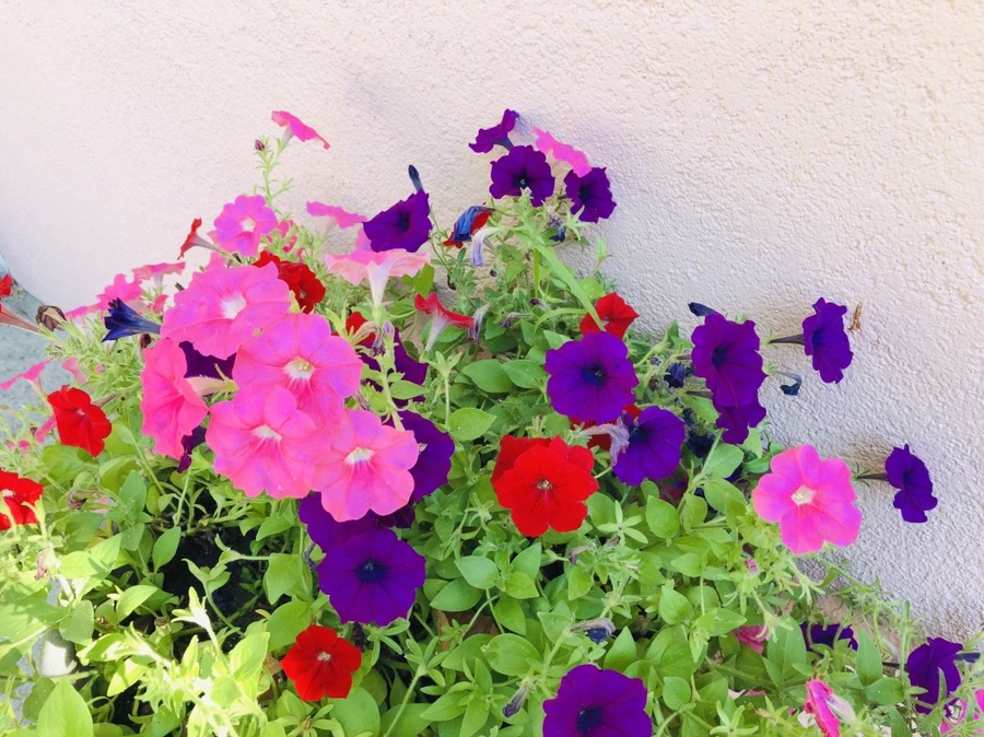 IMG_2796.jpg?type=w966