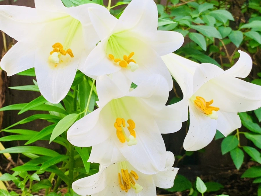 IMG_1006.jpg?type=w966