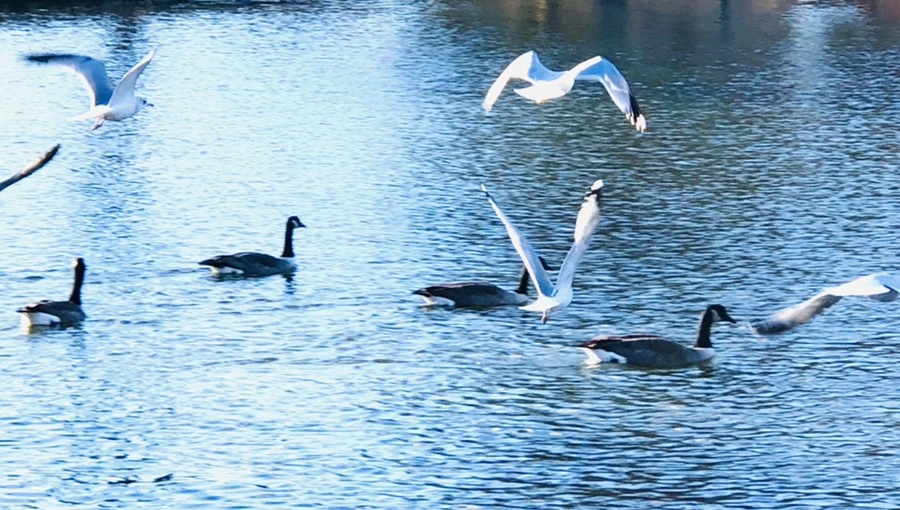 IMG_9314.jpg?type=w966