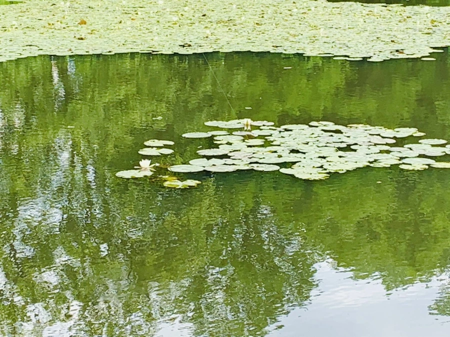 IMG_0748.jpg?type=w966