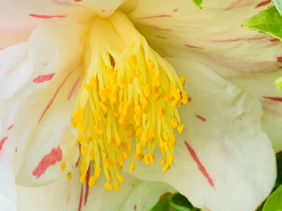 IMG_8303.jpg?type=w966