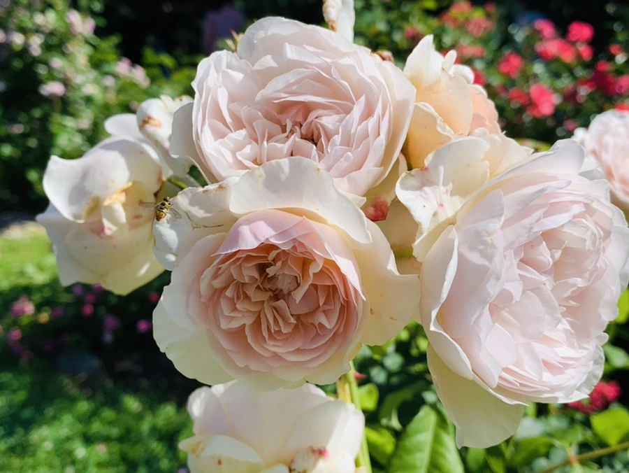 IMG_3080.jpg?type=w966