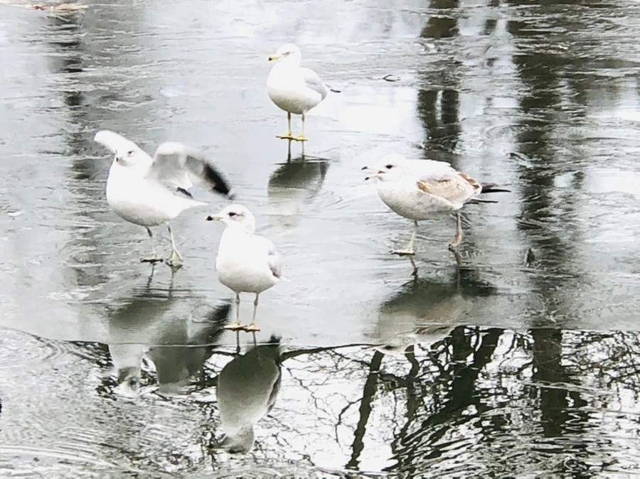 IMG_8968.jpg?type=w966