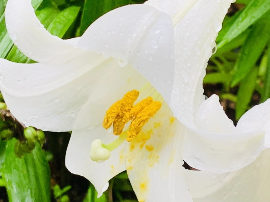 IMG_0125.jpg?type=w966