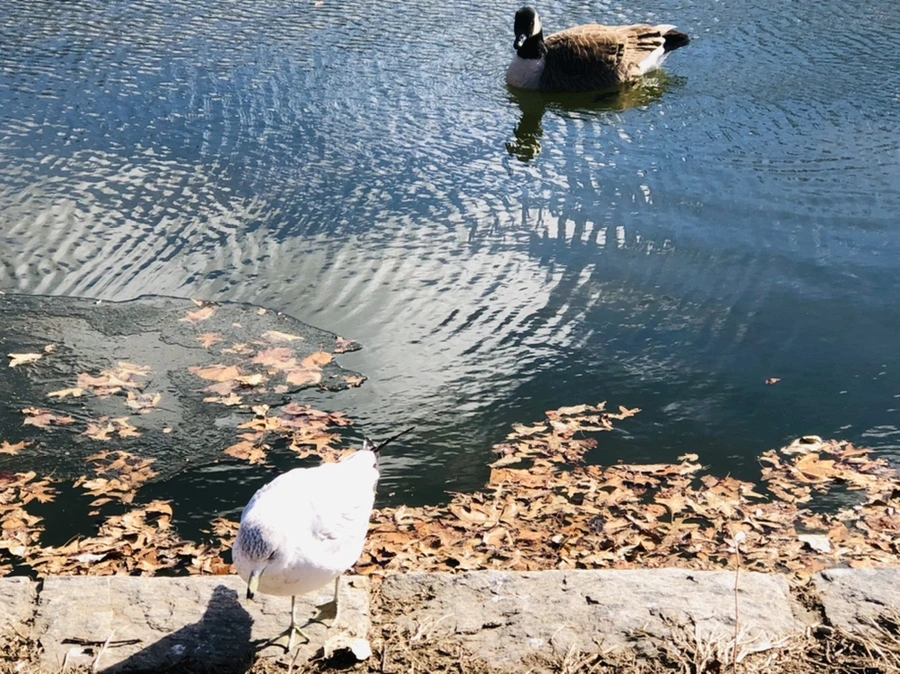 IMG_7606.jpg?type=w966