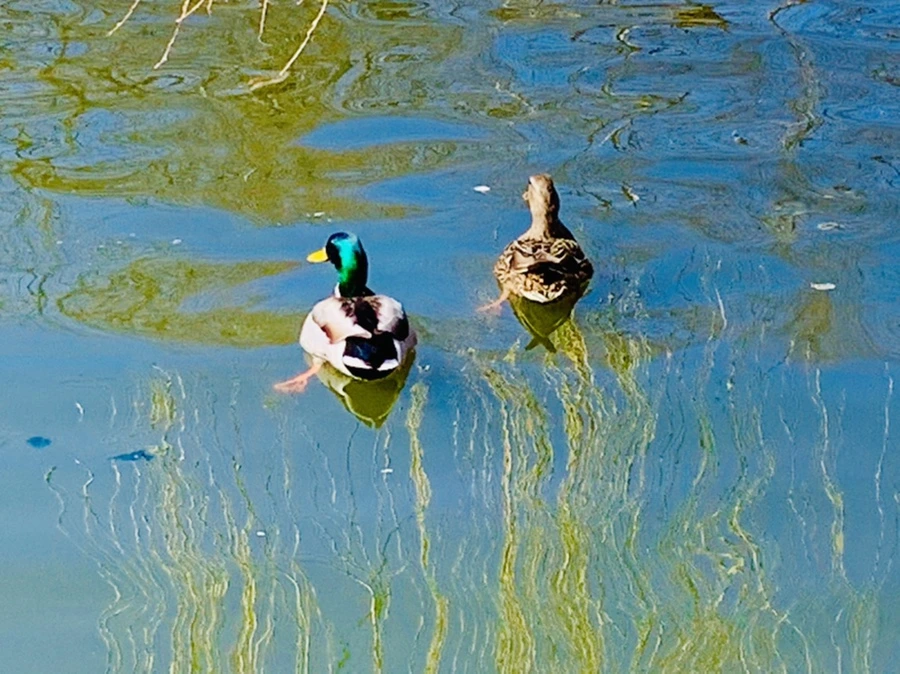 IMG_0589.jpg?type=w966