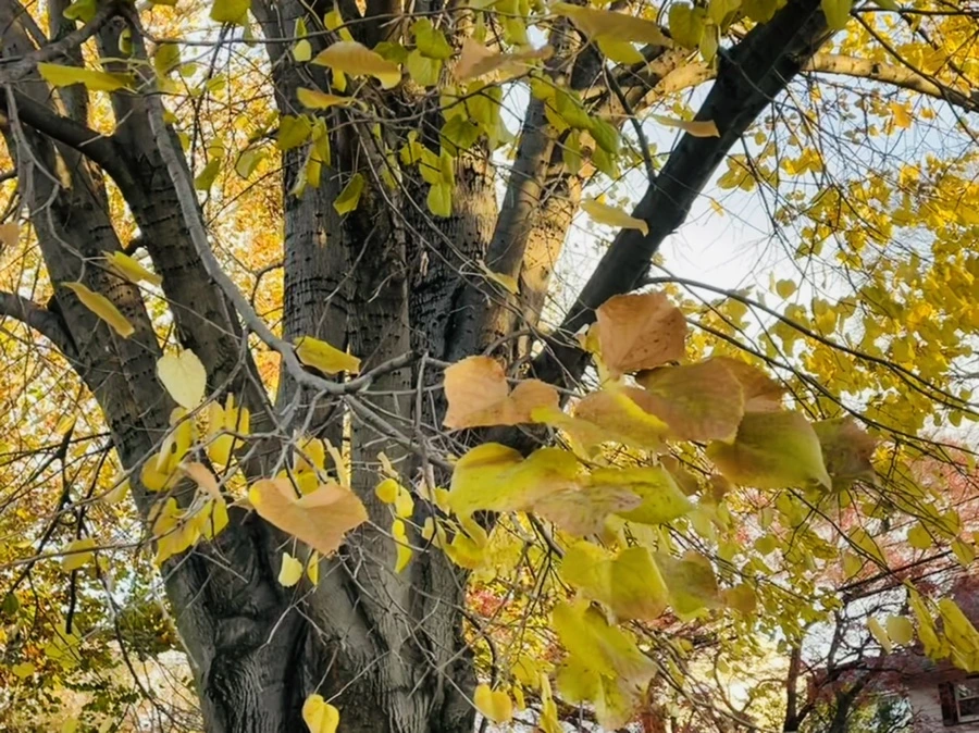 IMG_5952.jpg?type=w966