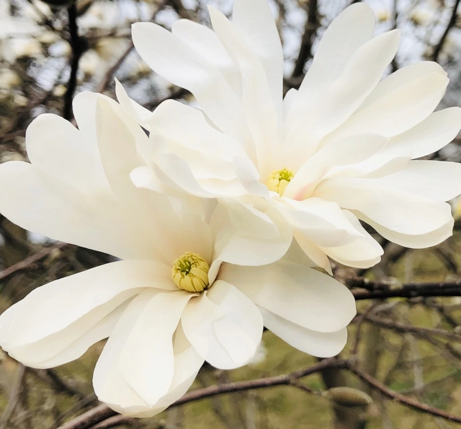 IMG_6518.jpg?type=w966