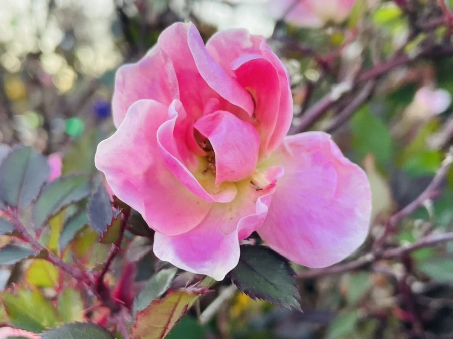 IMG_7515.jpg?type=w966