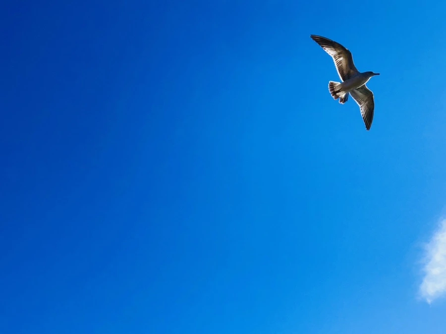 IMG_5404.jpg?type=w966