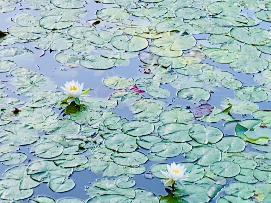 IMG_0763.jpg?type=w966