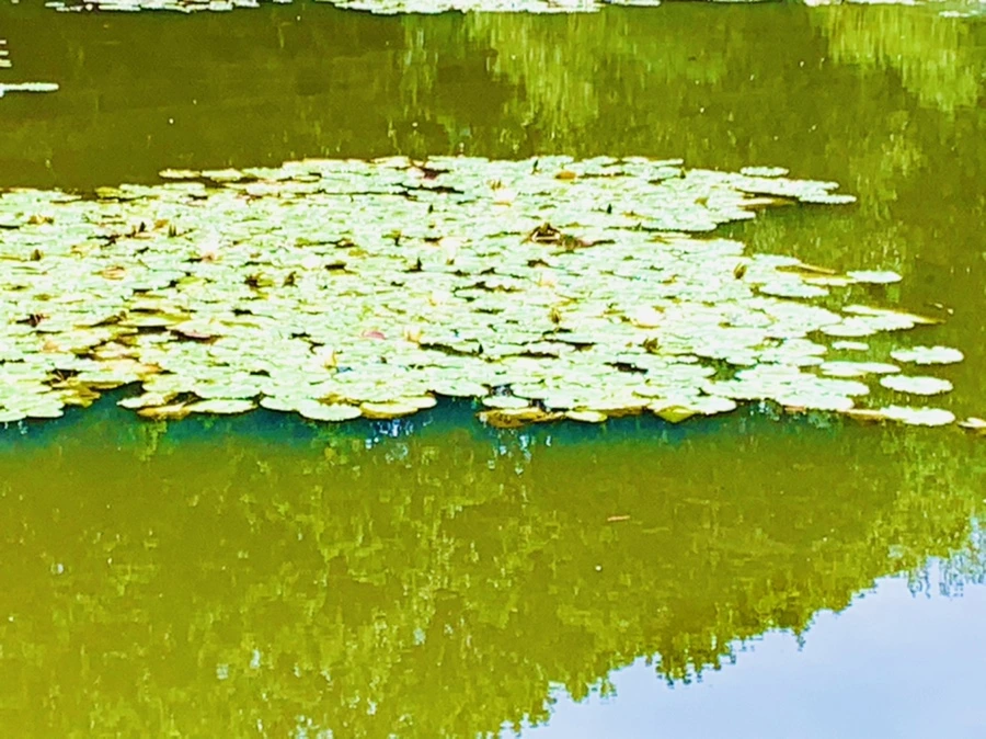 IMG_9339.jpg?type=w966