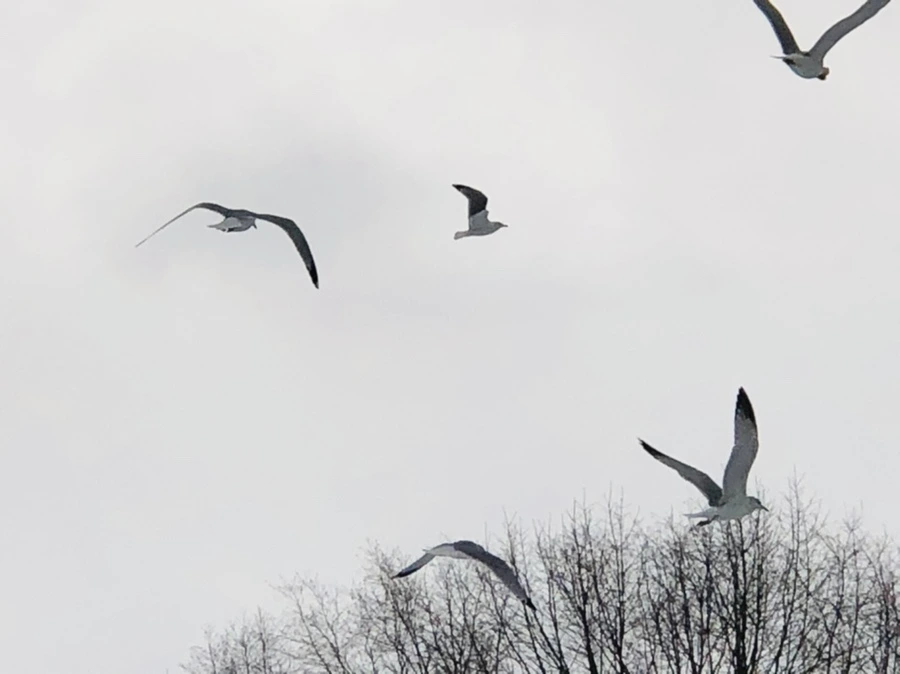 IMG_3808.jpg?type=w966