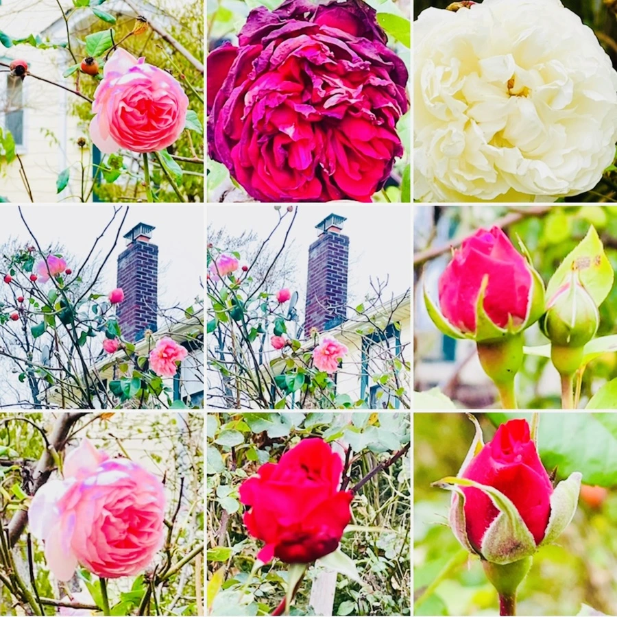 IMG_6224.jpg?type=w966