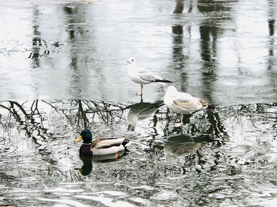 IMG_8915.jpg?type=w966