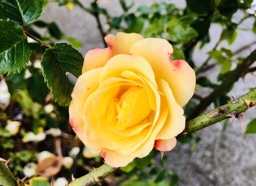 IMG_8073.jpg?type=w966