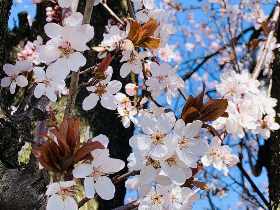 IMG_7936.jpg?type=w966