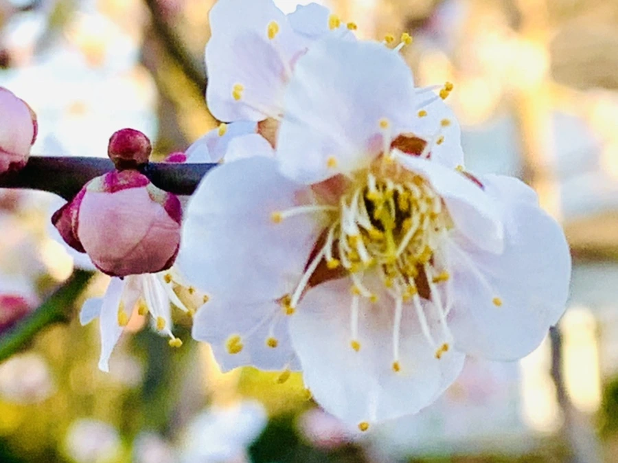 IMG_0801.jpg?type=w966