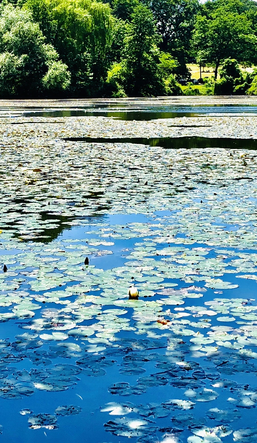 IMG_9746.jpg?type=w966