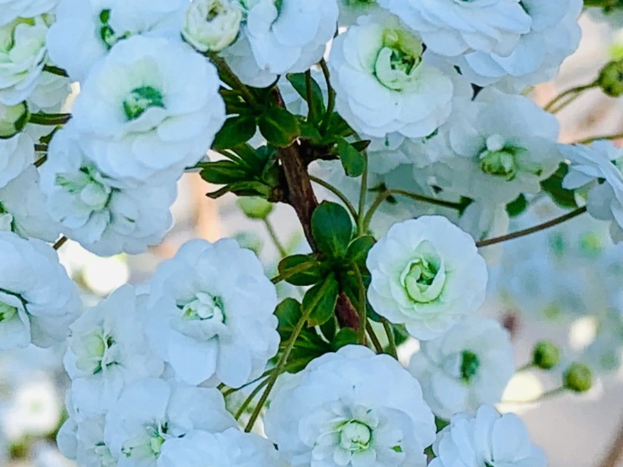 IMG_3308.jpg?type=w966