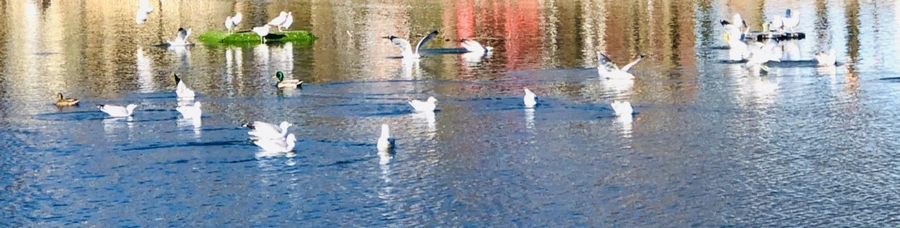 IMG_9693.jpg?type=w966