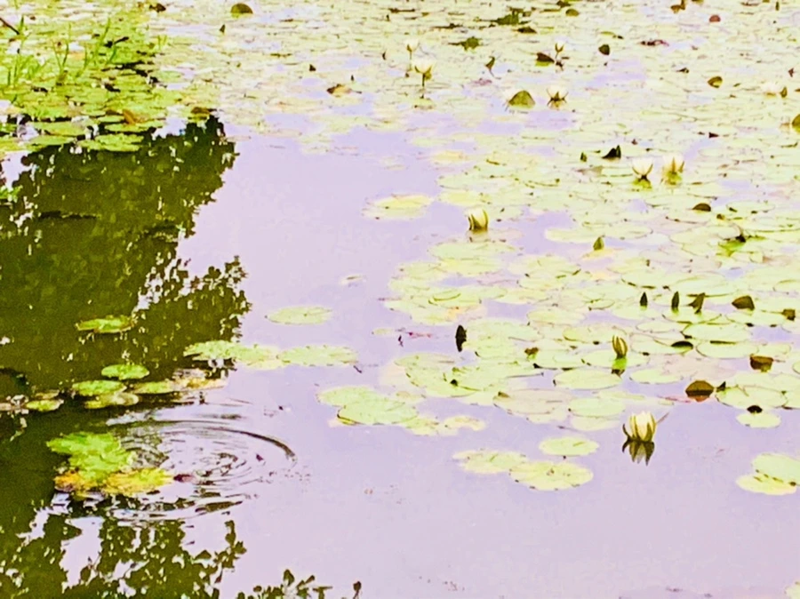 IMG_6208.jpg?type=w966