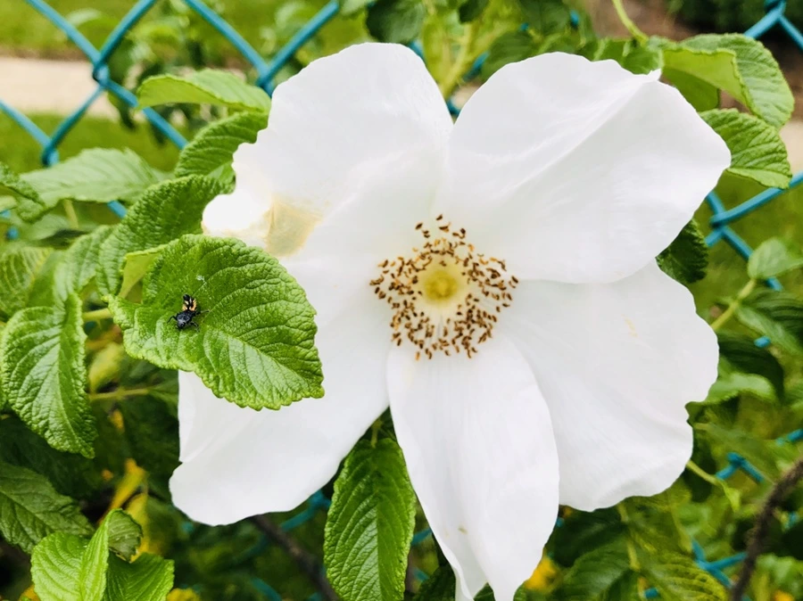 IMG_7548.jpg?type=w966