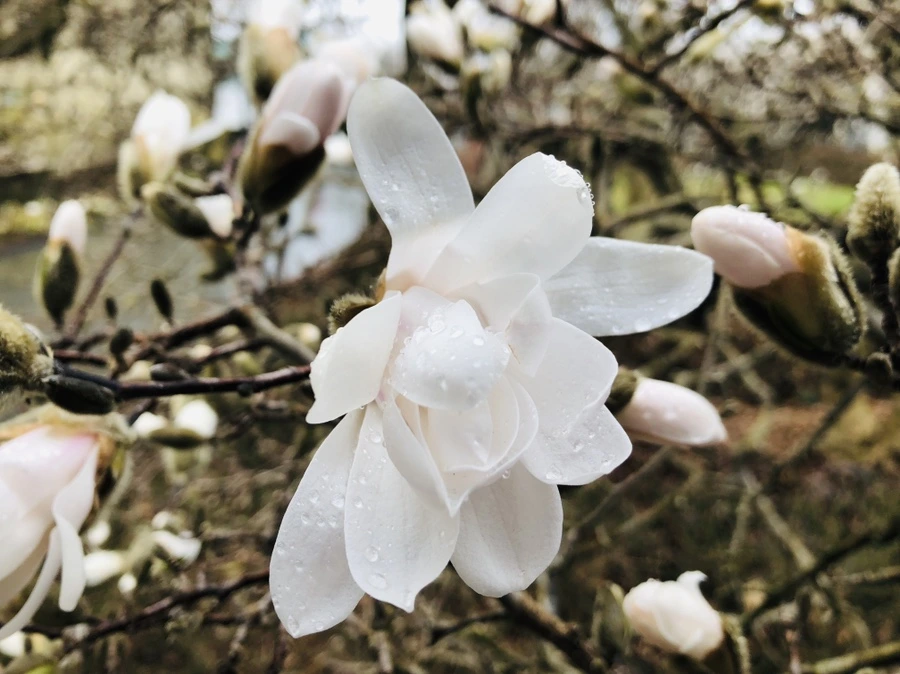 IMG_2338.jpg?type=w966