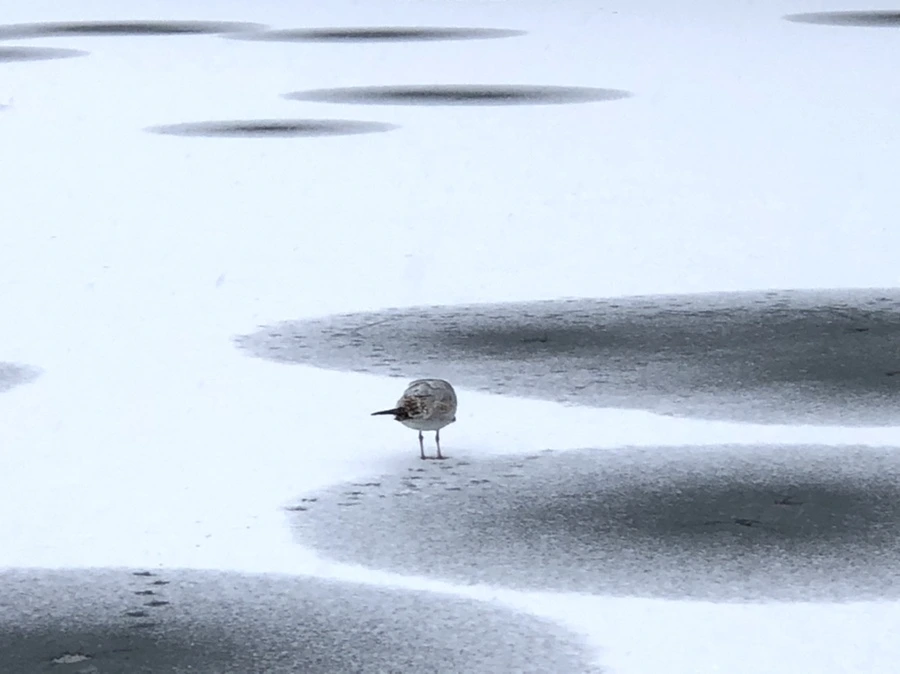 IMG_5984.jpg?type=w966