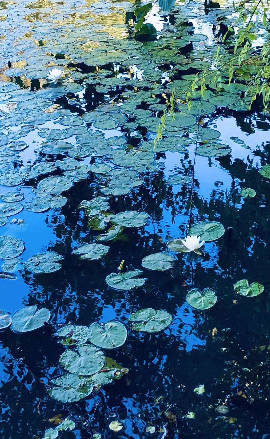 IMG_2272.jpg?type=w966