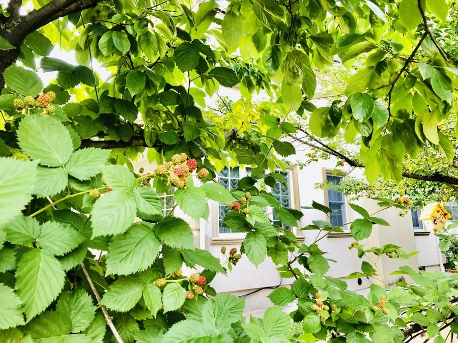 IMG_1491.jpg?type=w966