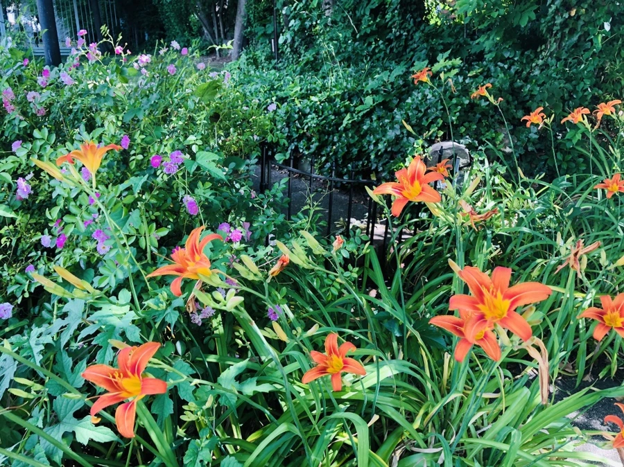 IMG_0010.jpg?type=w966