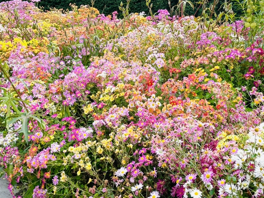 IMG_1248.jpg?type=w966