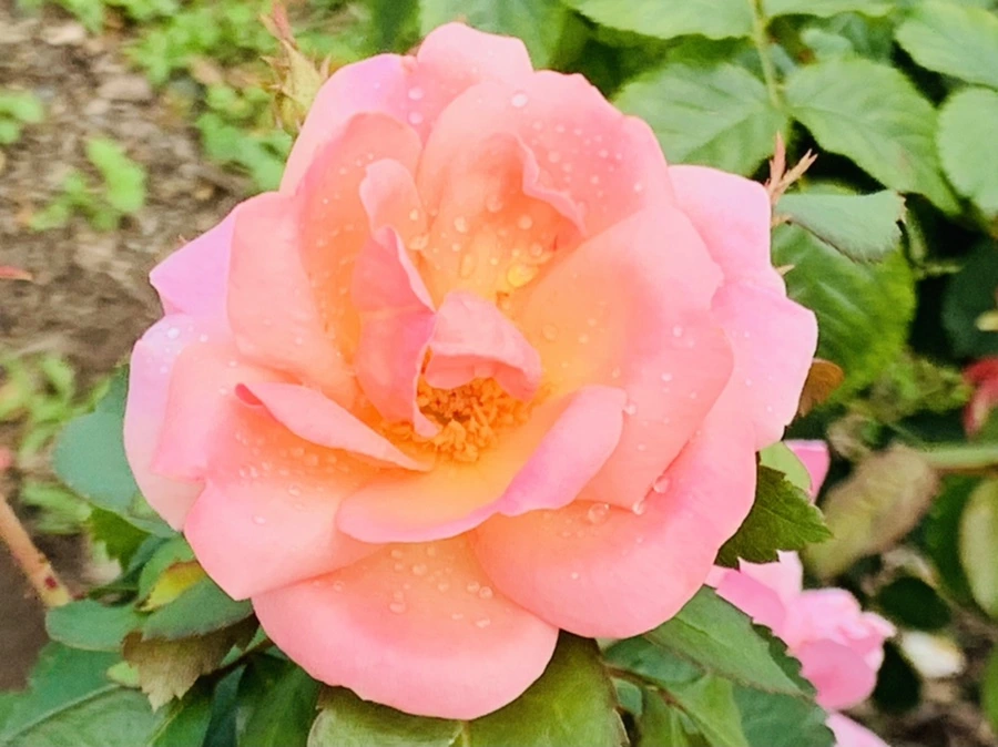 IMG_4963.jpg?type=w966