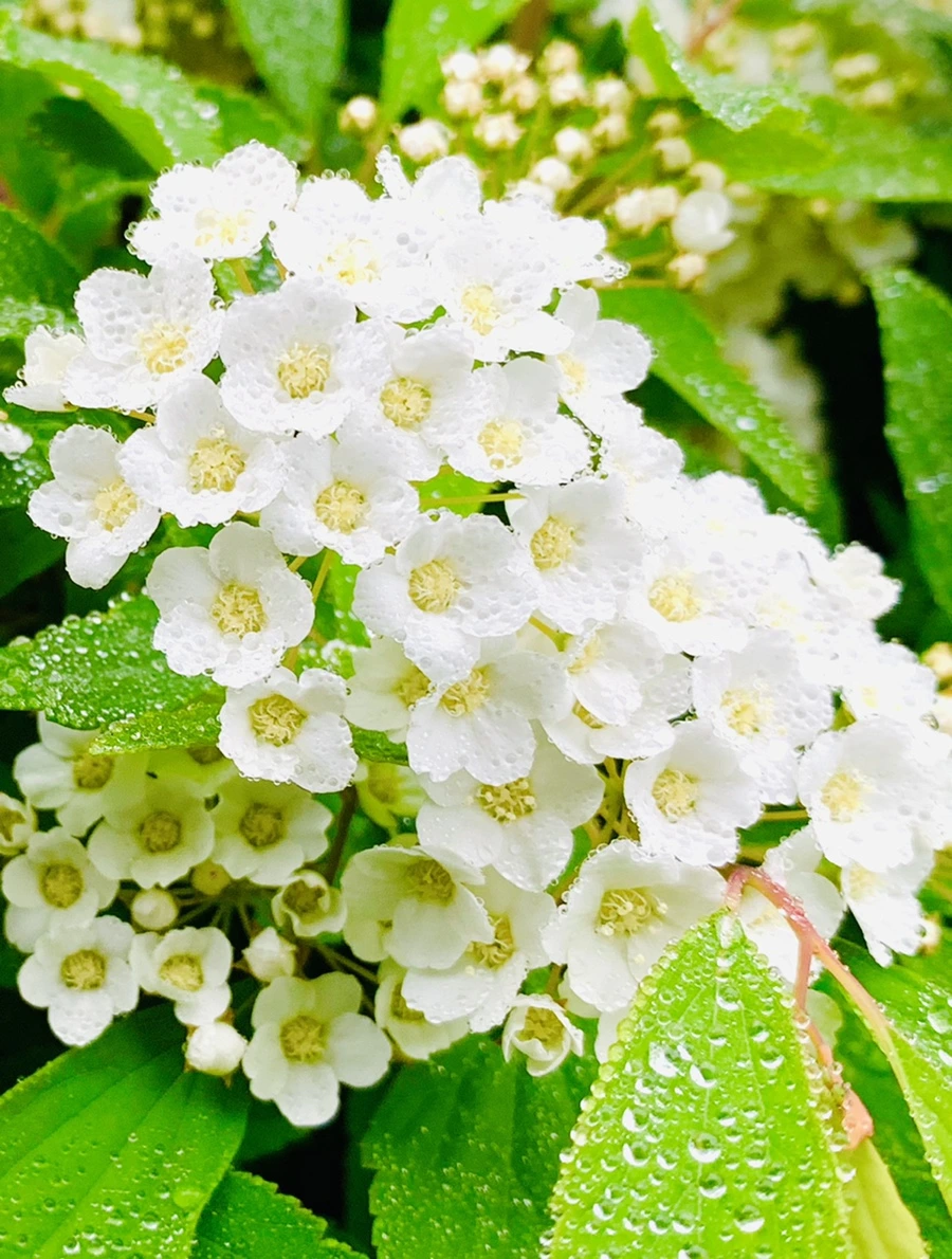 IMG_9730.jpg?type=w966