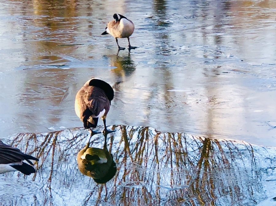 IMG_4954.jpg?type=w966