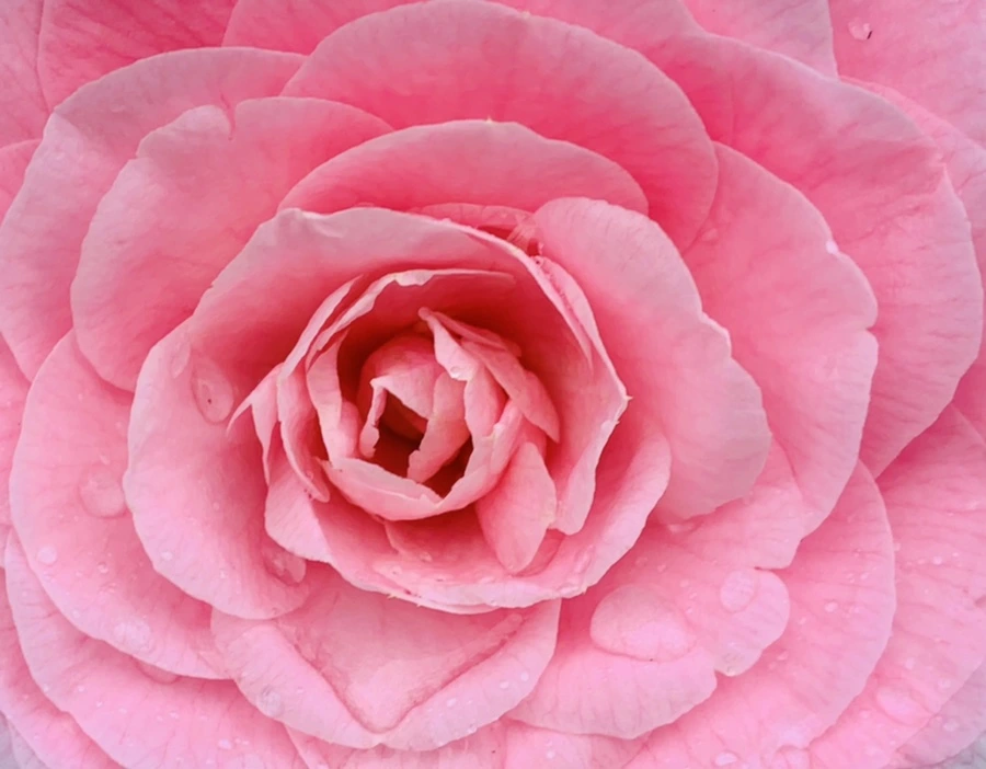 IMG_1395.jpg?type=w966