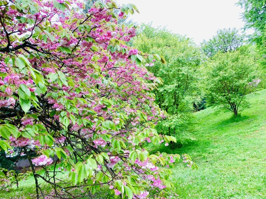 IMG_0249.jpg?type=w966